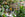 Houseplants
