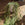 Hoya linearis | Wax Plant