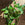 Epipremnum aureum 'Marble Queen' | Devil's Ivy