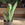 Sansevieria trifasciata 'Moonshine' | Snake Plant