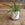 Epiphyllum anguilger | Fishbone cactus