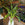 Epiphyllum anguilger | Fishbone cactus
