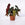 Begonia maculata 'Wightii' | Polka Dot Begonia