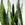 Sansevieria zeylanica | Snake Plant