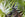 Close up of palm and calathea pinstripe leaves