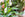 A beauty shot of peace lilies and african spear plants on the shop shelf