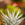 Close up of a white zebra cactus.