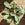Ctenanthe burle-marxii 'Amagris' Mint / Fishbone prayer plant