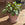 Ctenanthe burle-marxii 'Amagris' Mint / Fishbone prayer plant