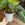 White Castle Pot, 10cm