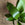 Aspidistra elatior / Cast Iron Plant