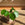 Pilea peperomioides / Chinese Money Plant
