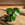 Pilea peperomioides / Chinese Money Plant