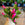 Bright Pink Schlumbergera | Christmas Cactus