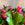 Bright Pink Schlumbergera | Christmas Cactus
