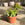 Crassula ovata 'Minor' | Money Plant