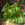 Epipremnum aureum | Devil's Ivy