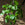 Epipremnum aureum | Devil's Ivy