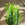 Euphorbia trigona | African Milk Tree