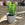 Euphorbia trigona | African Milk Tree