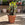 Euphorbia trigona 'Rubra' | Red African Milk Tree
