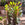 Euphorbia trigona 'Rubra' | Red African Milk Tree