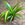 Chlorophytum comosum 'Hawaiian' | Spider Plant