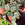 Hoya krohniana 'Splash' | Wax Plant