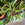 Hoya wayetii | Wax Plant