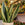 Sansevieria trifasciata 'Laurentii' / Snake Plant