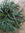 Lepismium bolivianum | Forest Cactus