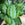Silver Prayer Plant | Maranta 'Silver Band'