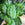 Maranta leuconeura 'Silver Band' | Prayer Plant