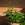 Aeschynanthus radicans 'Mona Lisa' / Lipstick Plant