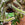 Cleistocactus colademononis | Monkey Tail Cactus