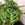 Monstera adansonii / Monkey Mask