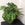 Monstera adansonii / Monkey Mask