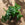 Monstera adansonii / Monkey Mask