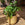 Monstera adansonii / Monkey Mask