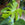 Swiss Cheese Plant | Monstera deliciosa