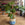 Swiss Cheese Plant | Monstera deliciosa