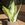 Sansevieria trifasciata 'Moonshine' | Snake Plant