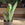 Silver Snake Plant | Sansevieria trifasciata 'Moonshine'