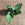 Silver Snake Plant | Sansevieria trifasciata 'Moonshine'