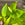 Epipremnum aureum 'Neon' | Neon Devil's Ivy