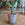 Opuntia consolea | Prickly Pear