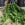 Aeschynanthus radicans 'Rasta' | Lipstick Plant