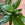 Peace Lily | Spathiphyllum