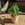 Philodendron Gloriosum