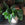 Philodendron Green Princess